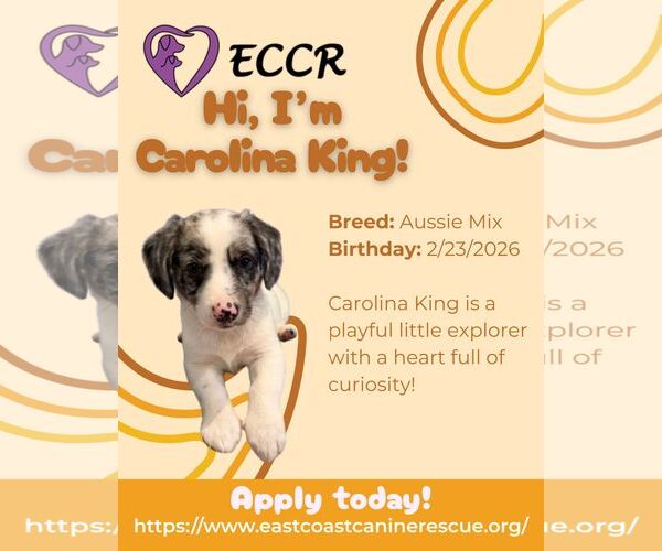 Medium Photo #4 Australian Shepherd-Unknown Mix Puppy For Sale in pomfret, CT, USA
