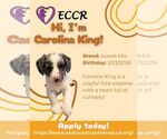 Small #3 Australian Shepherd Mix