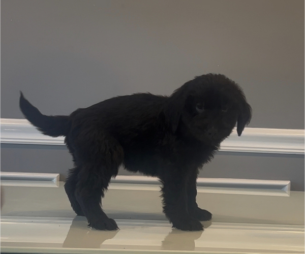 Medium Photo #89 Bernedoodle-Labradoodle Mix Puppy For Sale in MILFORD, NJ, USA