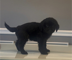 Puppy Minnie Bernedoodle-Labradoodle Mix