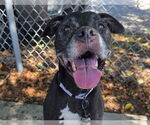Small #1 American Pit Bull Terrier