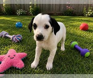 Mutt Dogs for adoption in Globe, AZ, USA