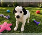 Small Mutt