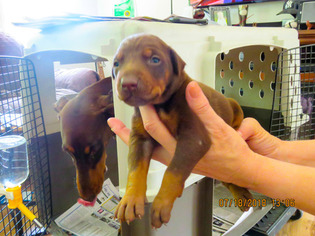 Doberman Pinscher Puppy for sale in BAXTER SPRINGS, KS, USA