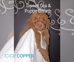 Cavapoo Dog for Adoption in BEAUFORT, South Carolina USA