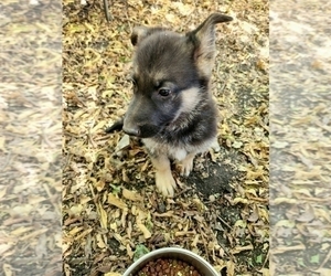 German Shepherd Dog Puppy for sale in ROBINSON, TX, USA