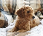Small #4 Goldendoodle (Miniature)
