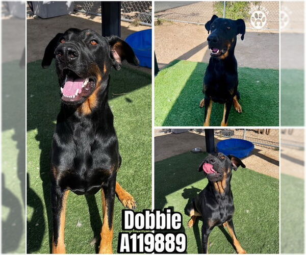 Medium Photo #2 Doberman Pinscher-Great Dane Mix Puppy For Sale in HESPERIA, CA, USA