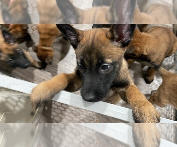 Medium Photo #249 Belgian Malinois Puppy For Sale in REESEVILLE, WI, USA