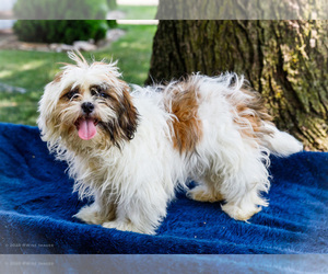 Shih Tzu Litter for sale in WAKARUSA, IN, USA