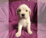 Small Photo #3 Golden Retriever Puppy For Sale in WESTMINSTER, SC, USA