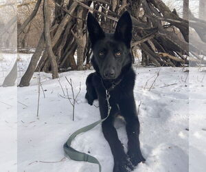 German Shepherd Dog-Unknown Mix Dogs for adoption in Fargo, ND, USA