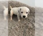 Small #5 Beagle Mix