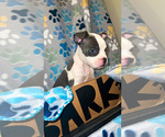 Small Photo #2 American Bully Puppy For Sale in JERSEY CITY, NJ, USA