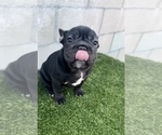 Small #7 French Bulldog