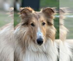 Small #3 Collie