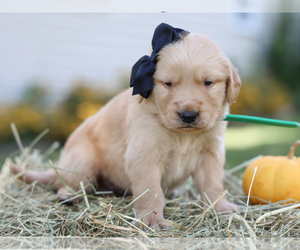 Golden Retriever Puppy for sale in LIBERTY, KY, USA