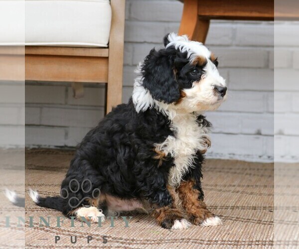 Medium Photo #3 Bernedoodle (Miniature) Puppy For Sale in NARVON, PA, USA