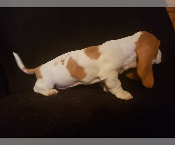 Medium Photo #10 Basset Hound Puppy For Sale in CLAREMORE, OK, USA