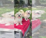 Small #10 Shih Tzu