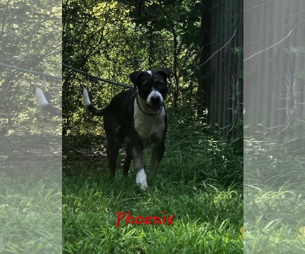 Medium Photo #1 Mutt Puppy For Sale in Jackson, MS, USA