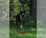 Small Mutt