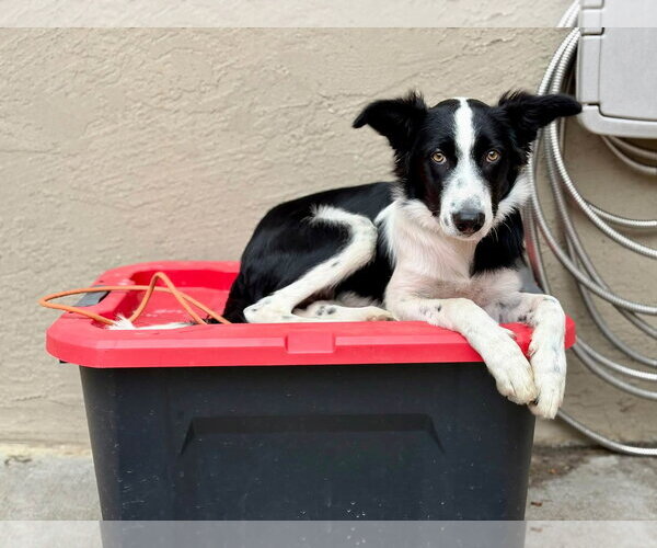 Medium Photo #2 Border Collie-Unknown Mix Puppy For Sale in Paso Robles, CA, USA