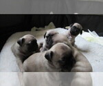 Small Photo #6 Pug Puppy For Sale in ROUND ROCK, TX, USA