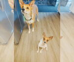 Small #8 Chiweenie