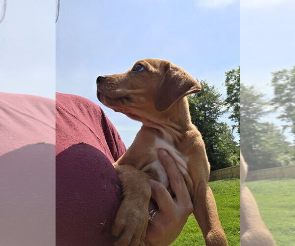 Medium Photo #4 Australian Shepherd-Dachshund Mix Puppy For Sale in Aurora, IN, USA