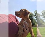 Small #3 Australian Shepherd-Dachshund Mix