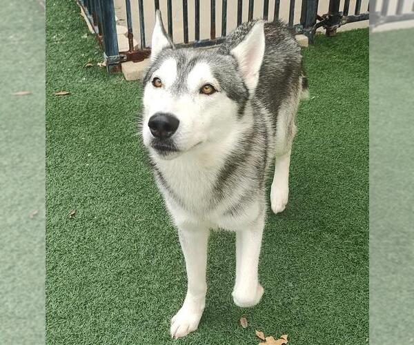 Medium Photo #2 Huskies -Unknown Mix Puppy For Sale in Rockwall, TX, USA