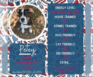Beagle-Unknown Mix Dogs for adoption in New Oxford , PA, USA