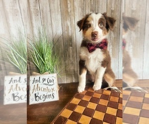 Australian Shepherd Puppy for sale in INDIANAPOLIS, IN, USA