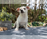 Small #2 Chihuahua