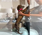 Small #5 Basset Hound-Plott Hound Mix