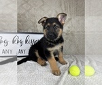 Small #5 German Shepherd Dog