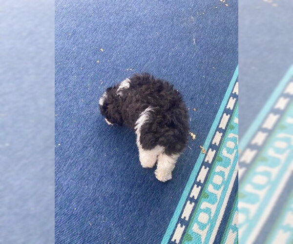 Medium Photo #2 Poodle (Miniature) Puppy For Sale in Wheaton, IL, USA