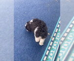 Small #1 Poodle (Miniature)