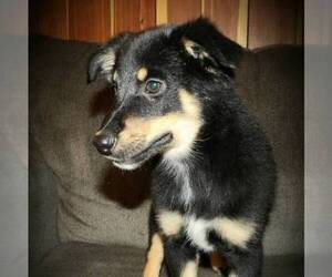 Australian Shepherd Puppy for sale in LINDEN, TN, USA