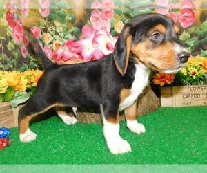 Beagle Puppy for sale in HAMMOND, IN, USA