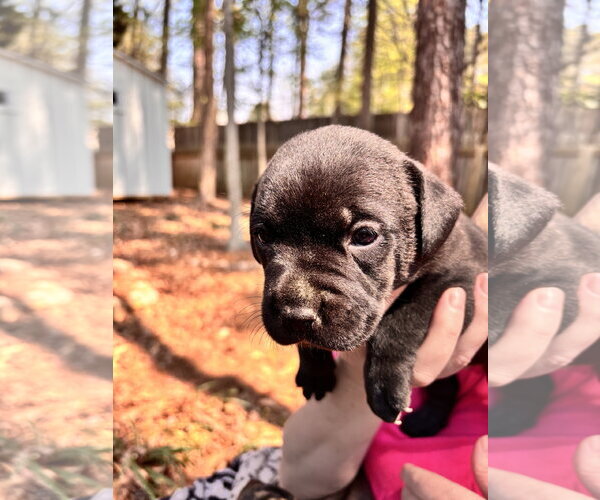 Medium Photo #3 Labrador Retriever-Unknown Mix Puppy For Sale in Holly Springs, NC, USA
