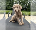 Small #4 Labrador Retriever