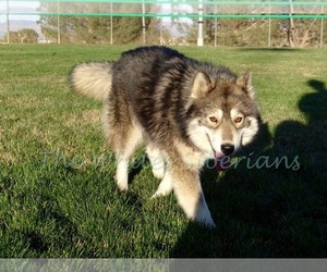 Mother of the Siberian Husky puppies born on 01/01/2022