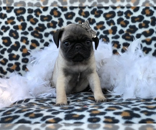 Medium Photo #1 Pug Puppy For Sale in LAKELAND, FL, USA