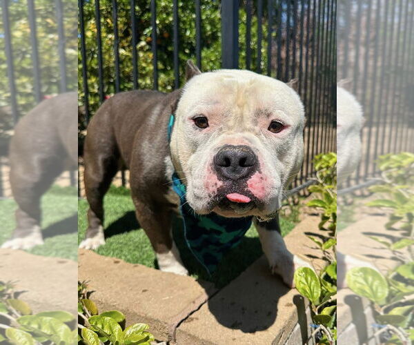 Medium Photo #14 American Bulldog-American Staffordshire Terrier Mix Puppy For Sale in Redlands, CA, USA