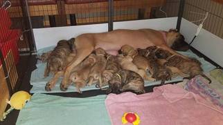 Great Dane Puppy for sale in STETSON, ME, USA