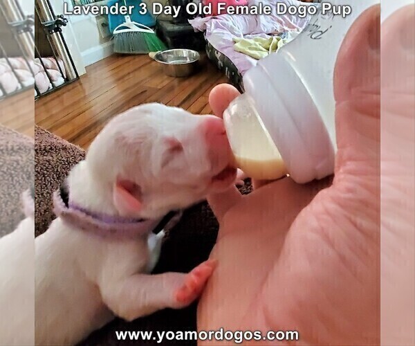 Medium Photo #9 Dogo Argentino Puppy For Sale in PINEVILLE, MO, USA