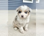 Small #5 Australian Shepherd