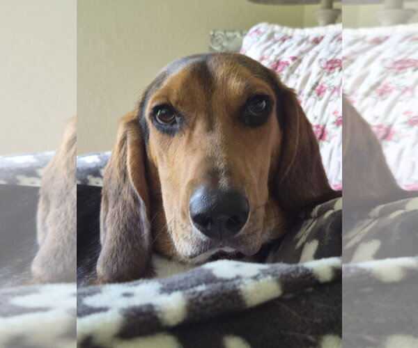 Medium Photo #4 Beagle Puppy For Sale in Dunnellon, FL, USA